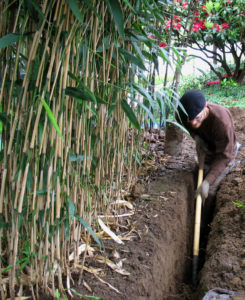 Cultivo de bambu