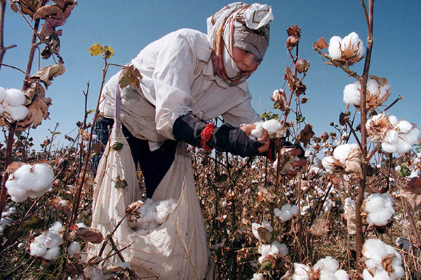 Cotton harvest