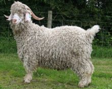 cabra d'angora