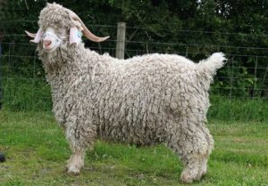 cabra d'angora