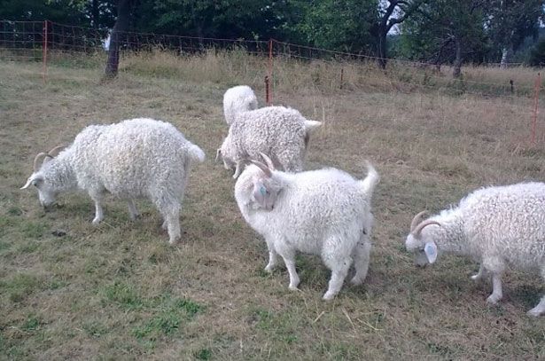 Kambing Angora