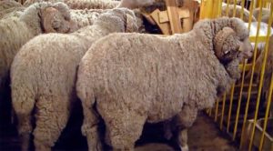 Merinos bakımı