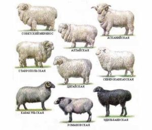 Merino race