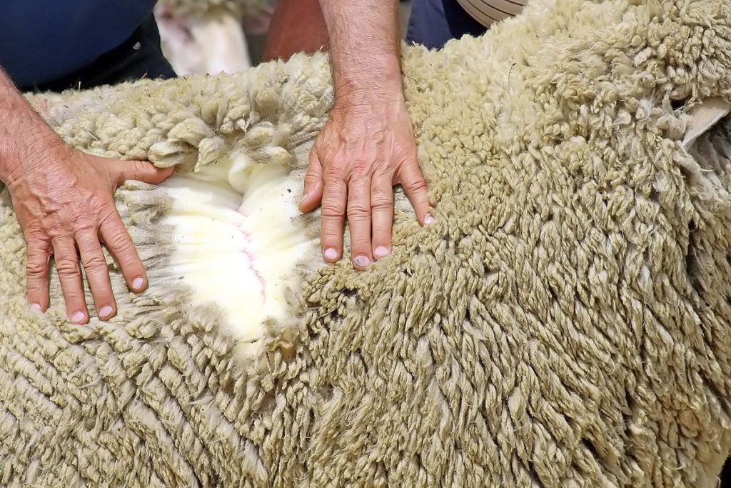 Características da lã Merino australiana