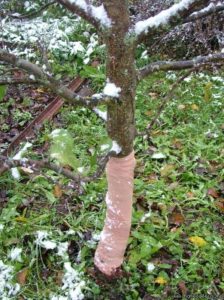 bomen vastbinden met panty's