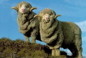 Merino sheep