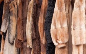 Mouton fur coats on hangers