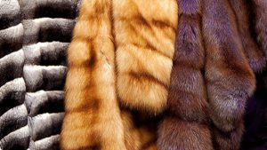 mink coats in different colors