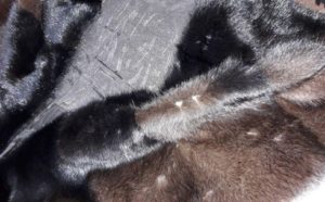 moth on fur coat