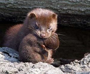 wild mink