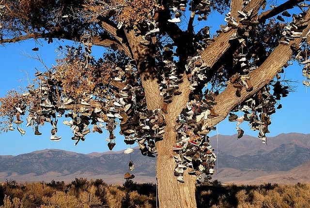 Des bottes sur un arbre