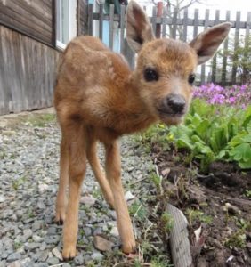 Reindeer fawn