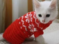 Suéter vermelho para gato