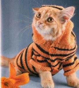 Pull tigre pour chat