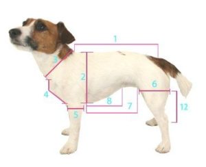 dog sweater measurements