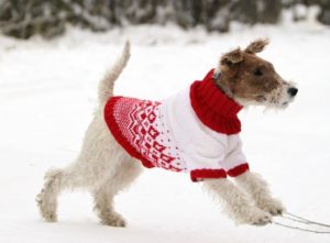 DIY crochet sweater for dog