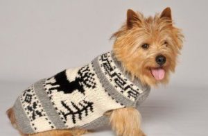 DIY dog sweater