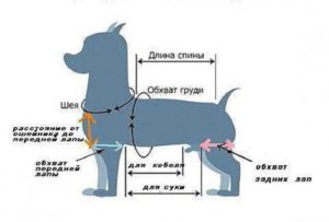 Cách lấy số đo từ một con chó