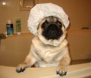 Dog bathing cap