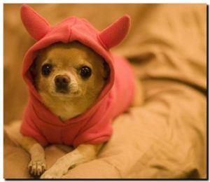 Chien en salopette avec capuche