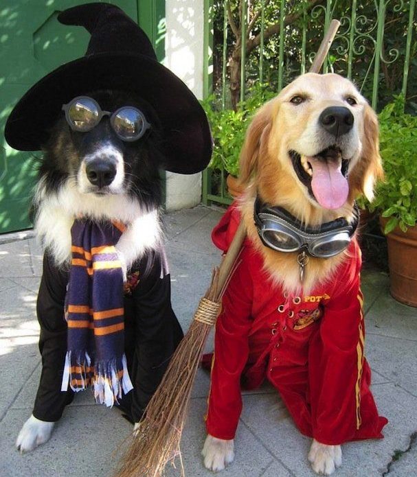 Costume da cane di Halloween