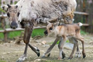 Reindeer fawns