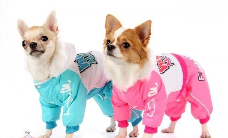 Roze en blauwe regenjassen voor honden