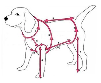 Mesures du chien