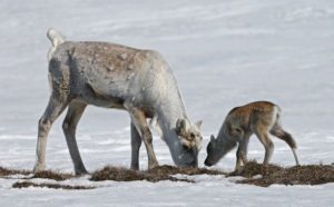 Reindeer