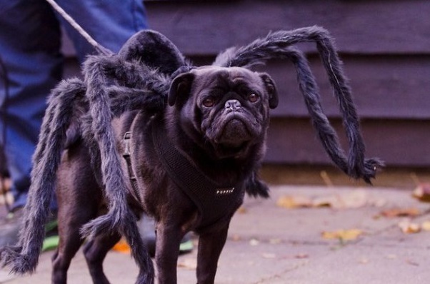 Costum de câine de Halloween