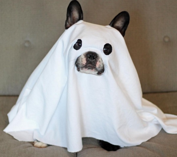 Halloween-Hundekostüm