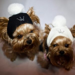 sombreros para perros