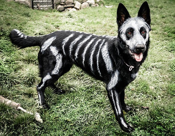 Déguisement de chien d'Halloween