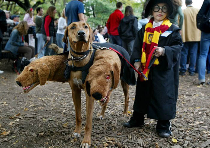 Costum de câine de Halloween