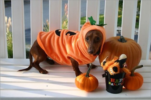 Costum de câine de Halloween