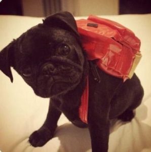 Mochila faça você mesmo para um cachorro nas costas