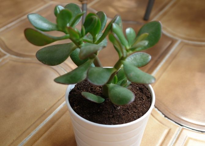 Crassula pinigų medis