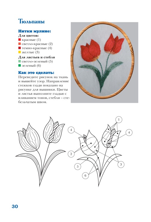 tulipa