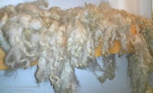 drying sheep wool