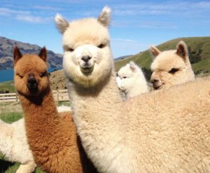 alpaca