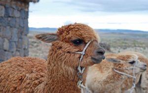 alpaca