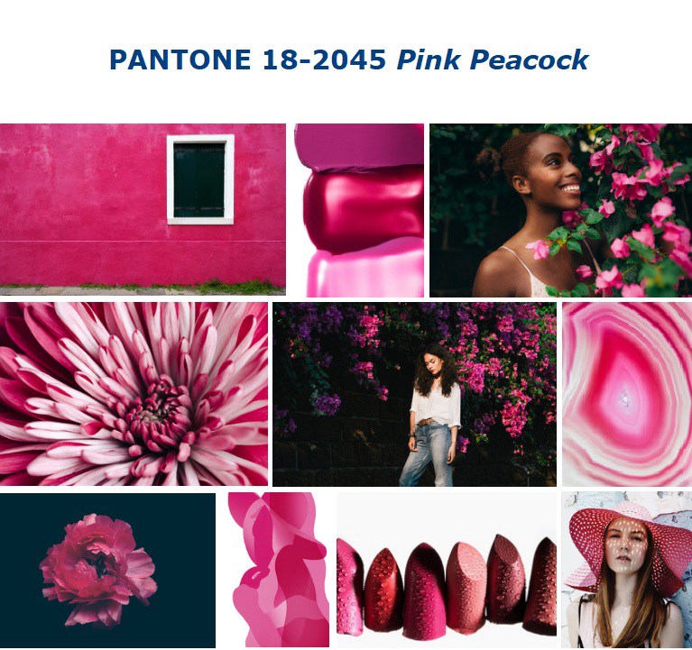 Paon rose