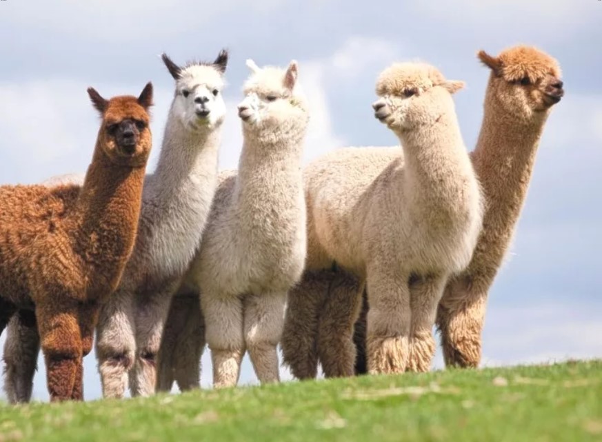 Alpaca