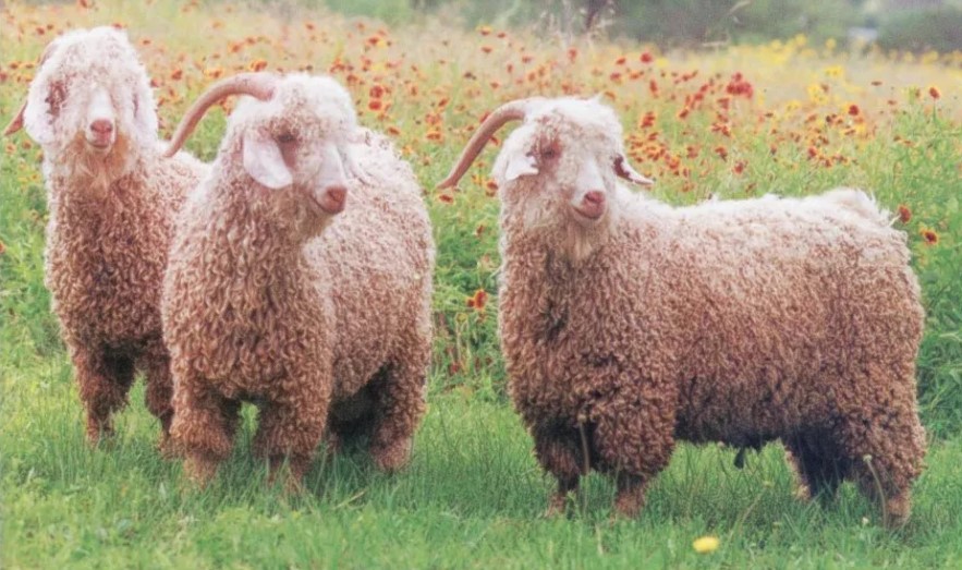 Angora goat wool