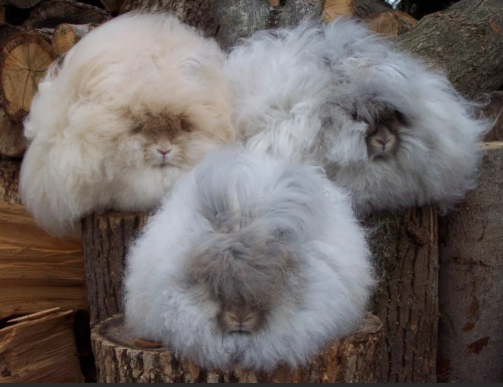 Angora dunet kaninull