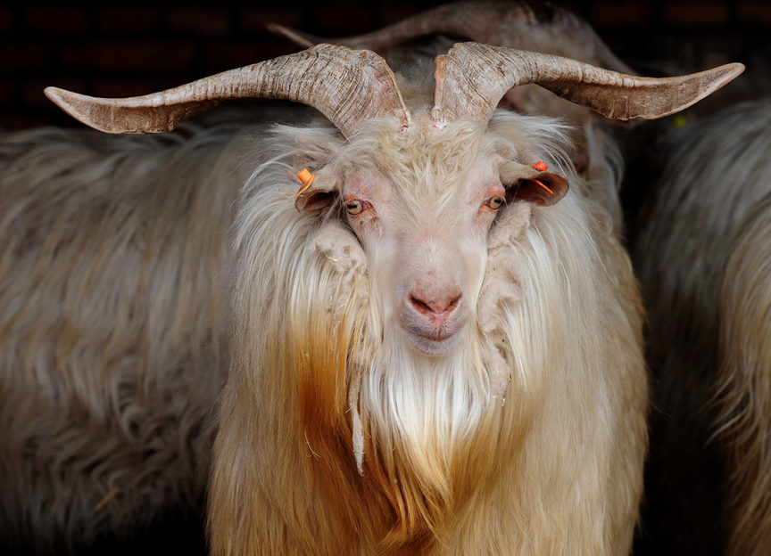 Cashmere goat wool