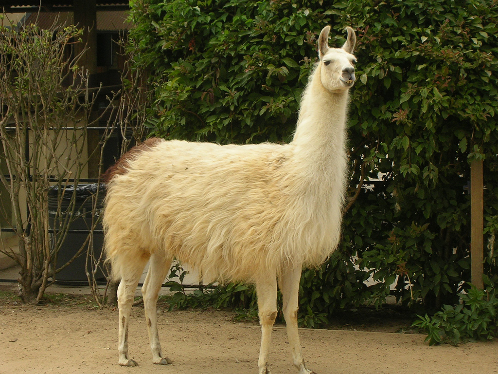 Wool lama 3