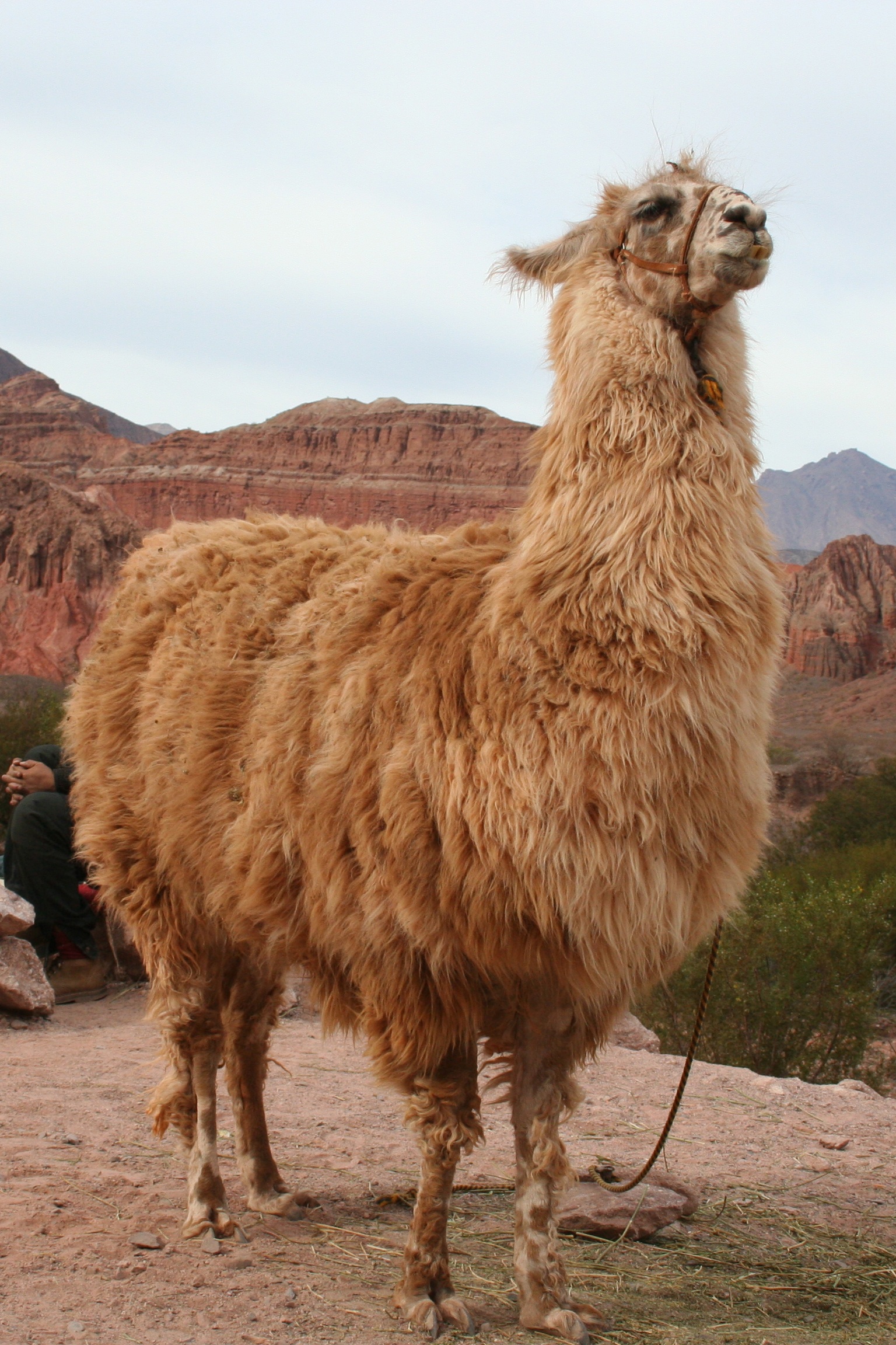 Bulu llama