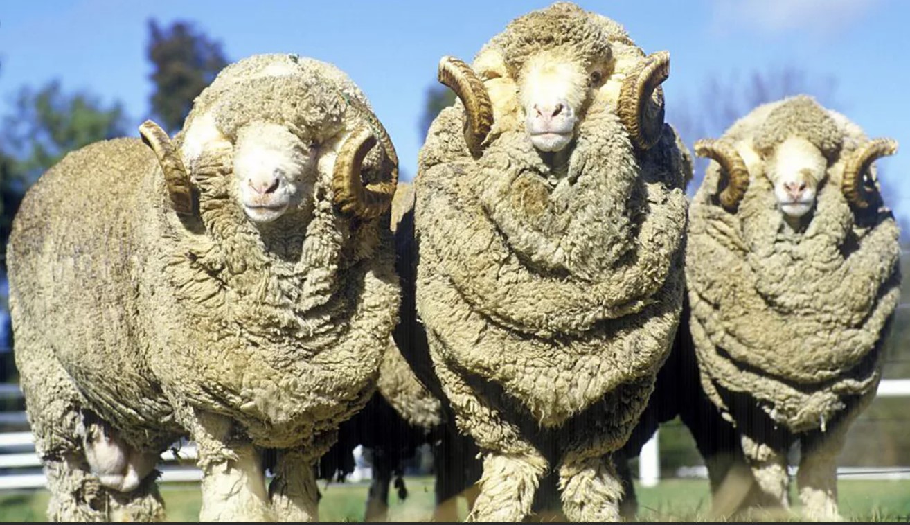 Merino sheep wool