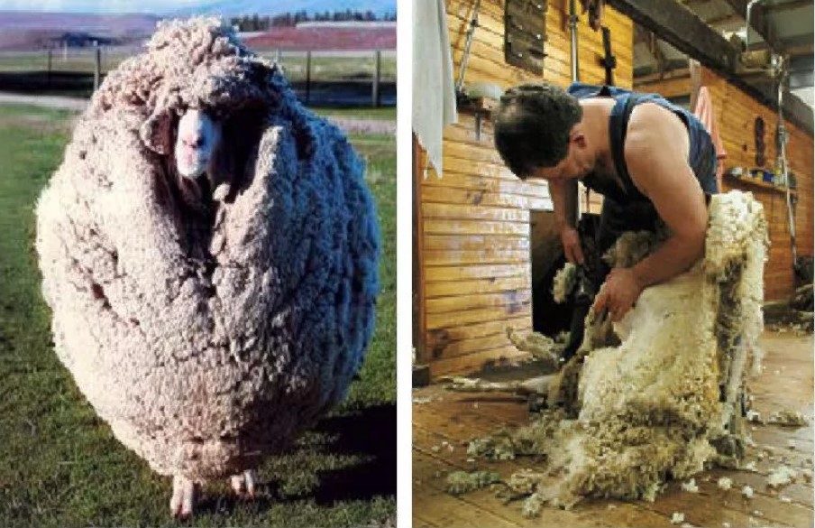 Wool shearing sheep